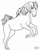 Coloring Horse Pages Rearing Pinto Clydesdale Arabian Drawing Paint Getdrawings Printable Horseshoe Outline Getcolorings sketch template