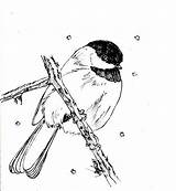 Bird Book Zebra Finch sketch template