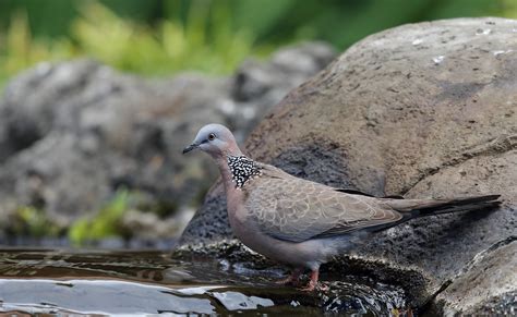 dx view large spotted dove kaanapali maui hawaii flickr