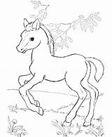 Horse Coloring Pages Printable Baby Cute Color Spirit Print Kids Drawing Lego Disney Pinto Pretty Friends Stallion Horses Getdrawings Sketch sketch template
