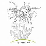 Slipper Lady Cypripedium Orchid Isolated Ornate Calceolus Leaves Coloring Flowers Background Book Preview sketch template