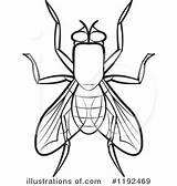 Fly Clipart House Drawing Illustration Housefly Royalty Perera Lal Getdrawings Rf Clipground sketch template