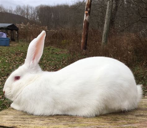 flemish giant rabbits  sale stamford ny