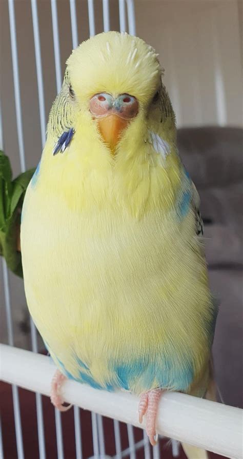 This Is My Grans Budgie Sunny Shes Had Her Budgie For 4