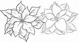 Coloring Poinsettia Christmas Flower Pages Flowers sketch template