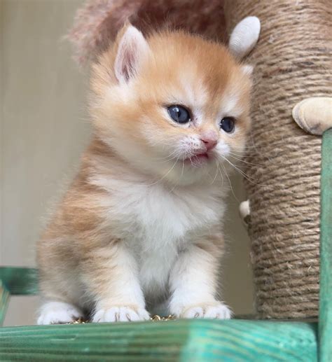 british shorthair golden shaded kitten
