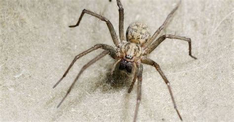 sex crazed spiders size of hand who go 0 to 60 in one