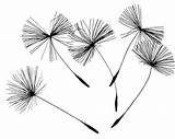 Dandelion Flowers Drawing Line Dandelions Seed Getdrawings Velka Silhouette Publicdomainpictures sketch template