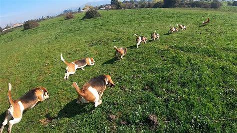 Caceria De Conejos Con Perros Beagle Septima Region Chile Youtube