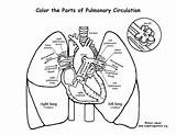 Pulmonary System Coloring Heart Circulation Lungs Drawing Human Labels Circulatory Through Anatomy Blood Systemic Color Printable Book Print Steps Flows sketch template