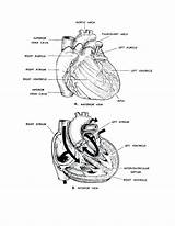 Anatomy Physiology Coloring Pages Heart Human Printable Figure Basic Clipart Getcolorings Coloringhome Popular Color Library Getdrawings Template Last Comments sketch template