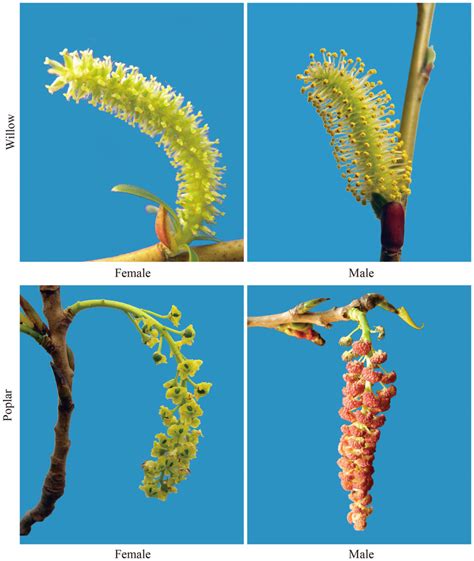 flowers of the female and male trees in salicaceae species on willow