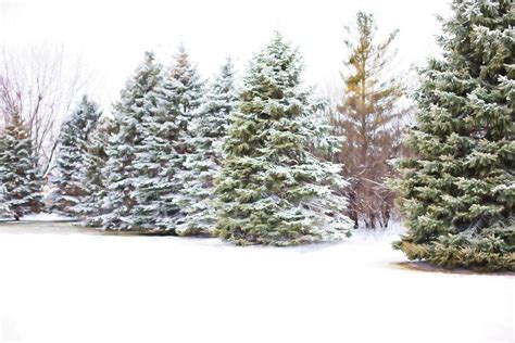 jackson tennessee ward grove christmas tree farm