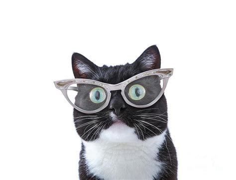 Cool Black And White Tuxedo Cat Wearing Cat Eye Glasses