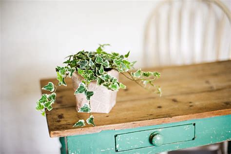 Top Tips For Growing Ivy Indoors Southern Living