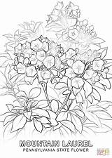 Coloring Pages Flower State Pennsylvania Connecticut Colorado Printable Indiana Template Drawing Color Categories Getcolorings Supercoloring sketch template