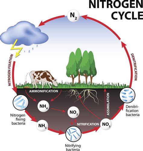 nitrogen cycle steps  nitrogen cycle  biology notes