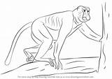 Proboscis Primates Monkeys sketch template