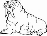 Walrus Coloring Pages Clipart Printable Clip Animals Kids Cliparts Arctic Drawing Sea Print Wikiclipart Library Animal Bestcoloringpagesforkids Gif Old Choose sketch template
