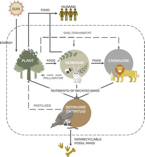 flow  energy   simple ecosystem  energy flow    scientific