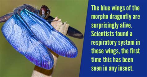 facts  insects unbelievable facts