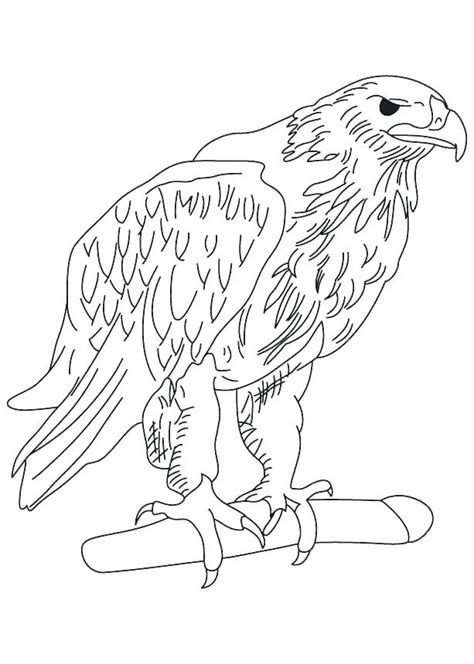 baby eagle coloring page  getcoloringscom  printable colorings