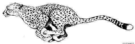 coloring pages   cheetah animalbe coloring page printable