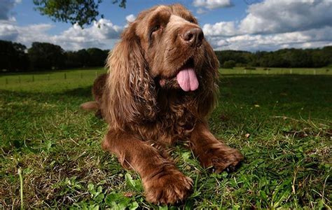 top ten british dog breeds   saving  quickly country life british dog breeds
