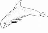 Porpoise sketch template