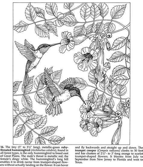 hummingbirds animal coloring books horse coloring pages bird