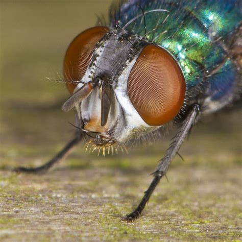 fly face close up [explored] canon eos 7d 100mm f 2 8 … flickr