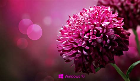 laptop hd wallpapers  windows  pixelstalknet