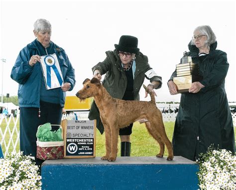 Irish Rose Irish Terriers