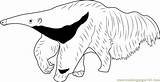 Anteater Coloringpages101 sketch template
