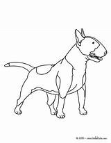 Terrier Coloring Pages Dog Bull Color Hellokids Coloriage Un Print Chihuahua Chien Animal Doberman Printable Puppy Cute sketch template