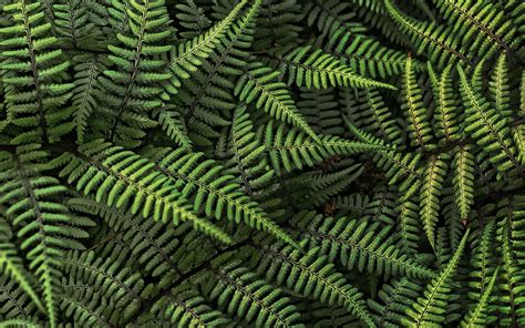 green fern plants nature ferns leaves plants hd wallpaper