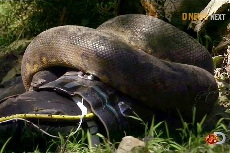 moment conservationist     anaconda  eat  alive