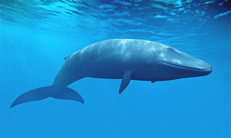 whale whales fish underwater ocean sea sealife