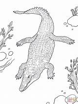 Crocodile Coloring Pages Nile Baby River Printable Sheet Alligator Realistic Template Popular Coloringhome sketch template