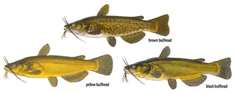 bullheads fishes  wisconsin wisconsin dnr