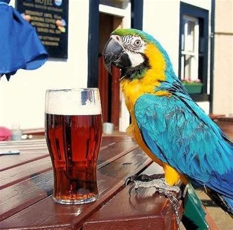 video meet  parrot  drinks beer  sings   status quo parrot drinking beer