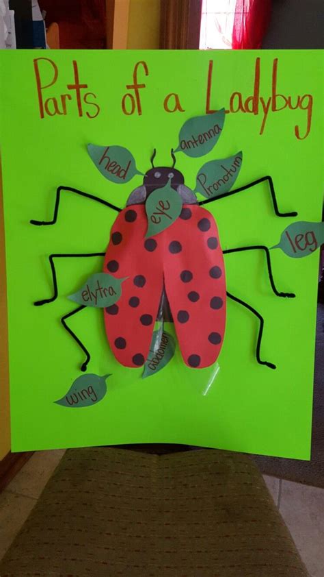 diagram showing parts   ladybug grouchy ladybug activities ladybugs preschool st grade