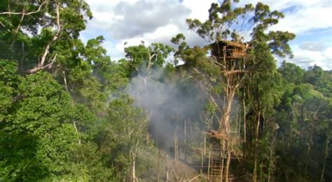 suku korowai  papua berumah  ketinggian pohon