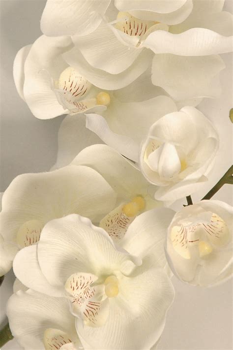 Orchid Phalaenopsis Large Silk Flowers Artificial