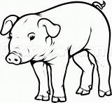 Pigs Objects sketch template
