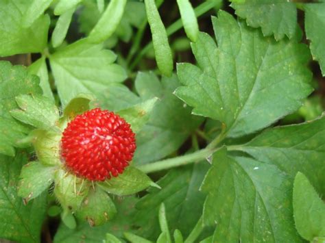 cultivating wild strawberries   grow wild strawberry plant