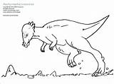 Pachycephalosaurus Coloring Dinosaur Zoom sketch template