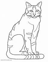 Cat Coloring Drawing Cats Line Drawings Caracal Getdrawings Felines Pint Pumas Parade Sized Breeds Popular Ancestor sketch template