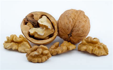 nut definition examples britannica