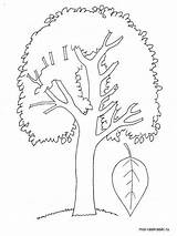 Tree Poplar Pages Coloring Printable Color sketch template